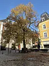 Billedet viser det store træ, der står ved siden af Bjørnebrønden på Torvet i Nykøbing. Bag ved ligger en gul bygning, og forrest ses en masse blade fra træet. Billedet er taget i efteråret.